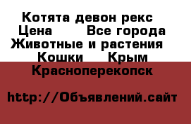 Котята девон рекс › Цена ­ 1 - Все города Животные и растения » Кошки   . Крым,Красноперекопск